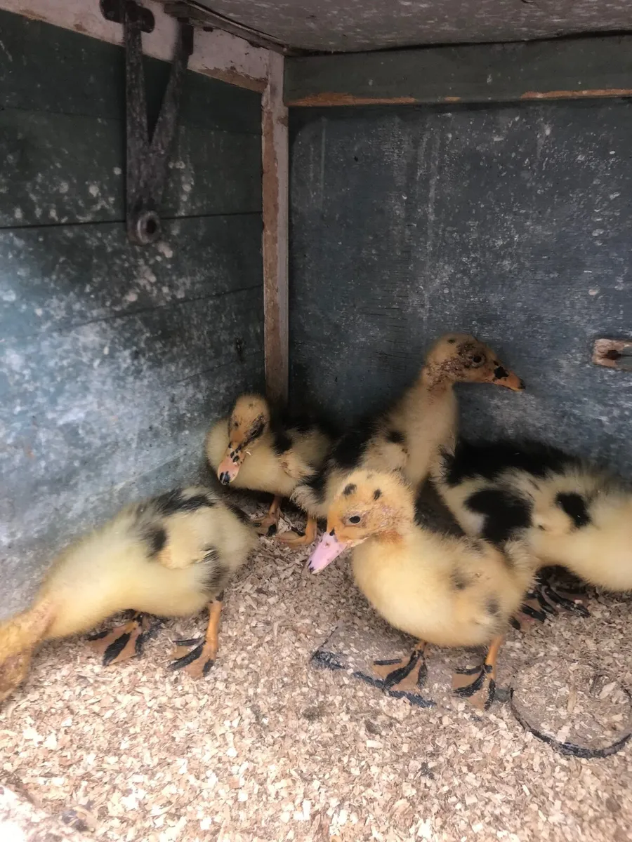 Poultry - Image 2