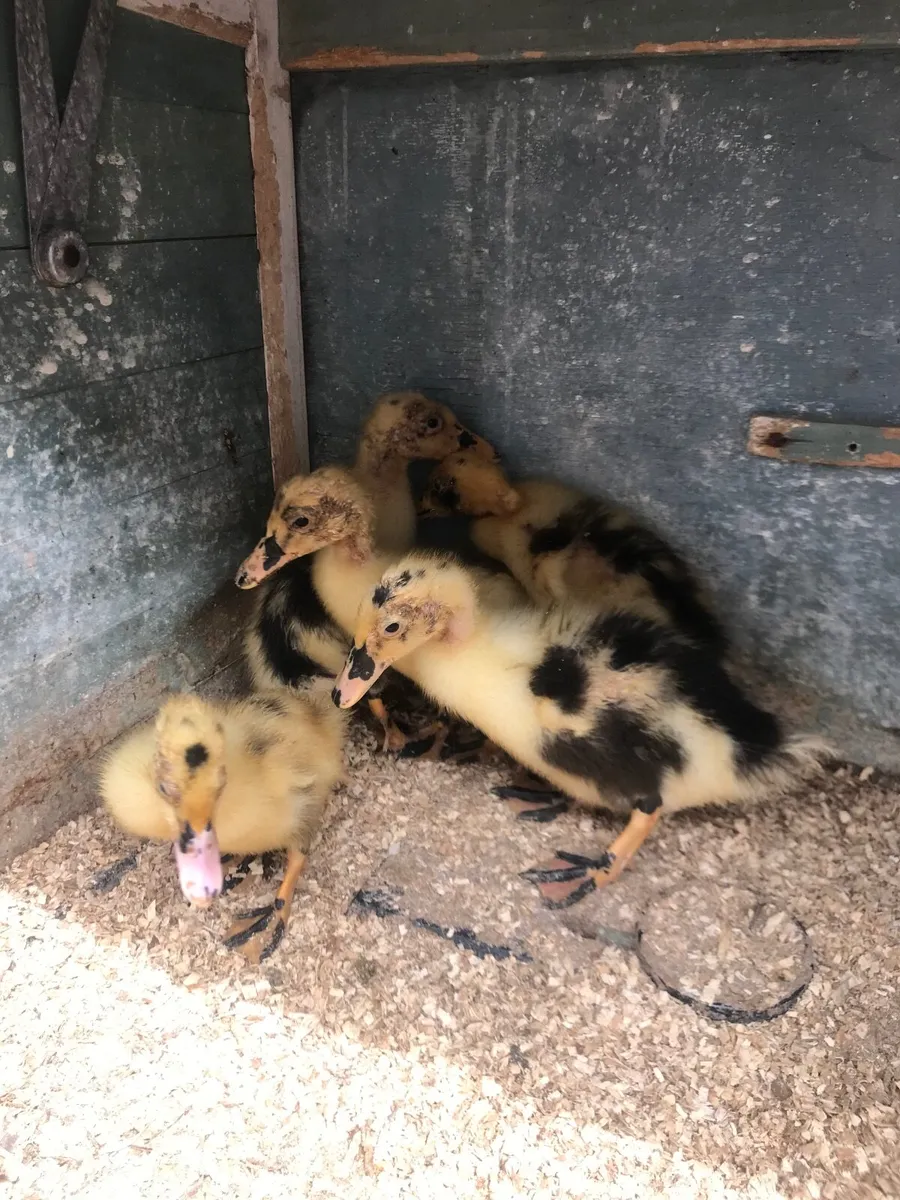 Poultry - Image 3