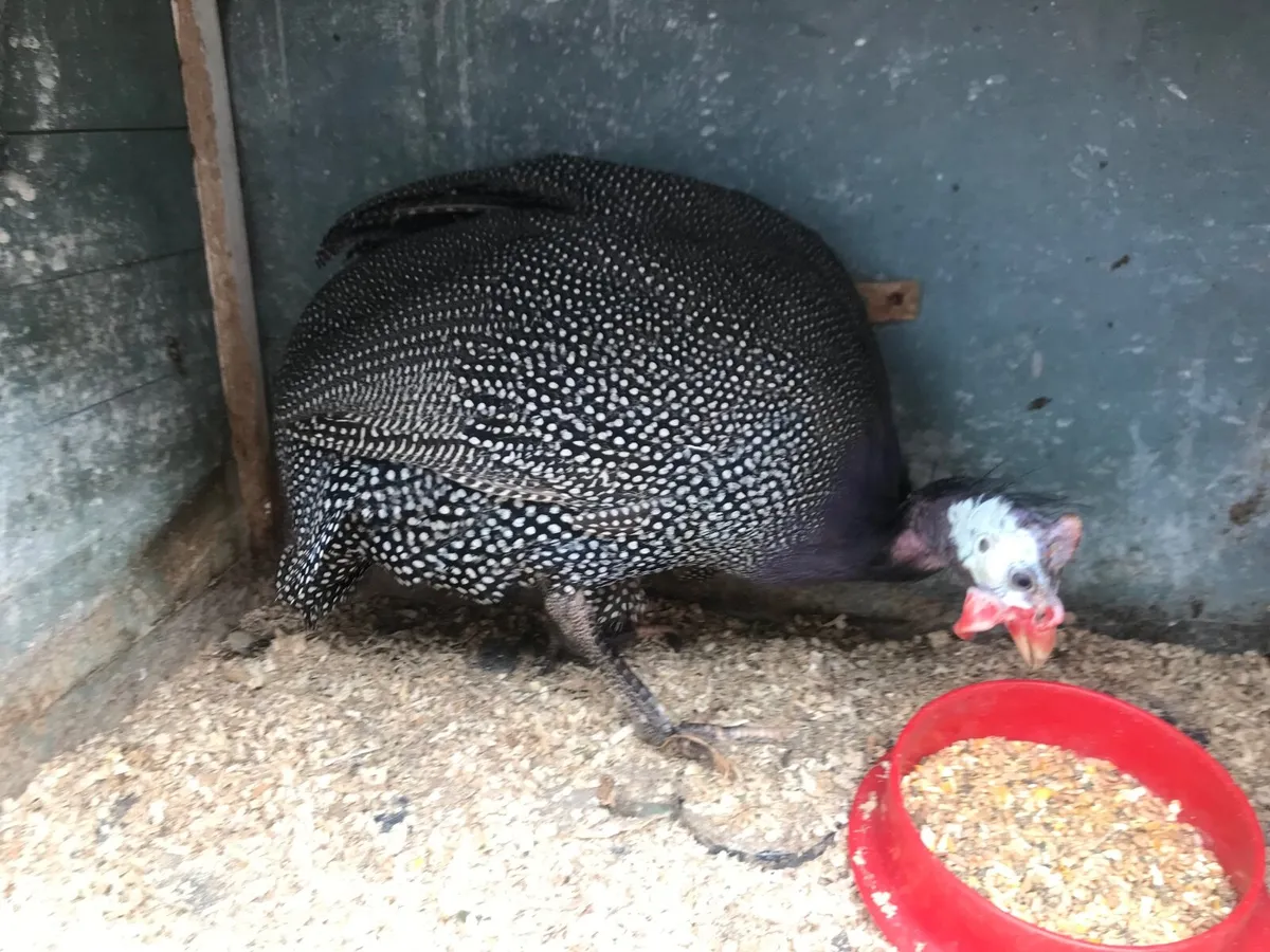 Poultry - Image 4