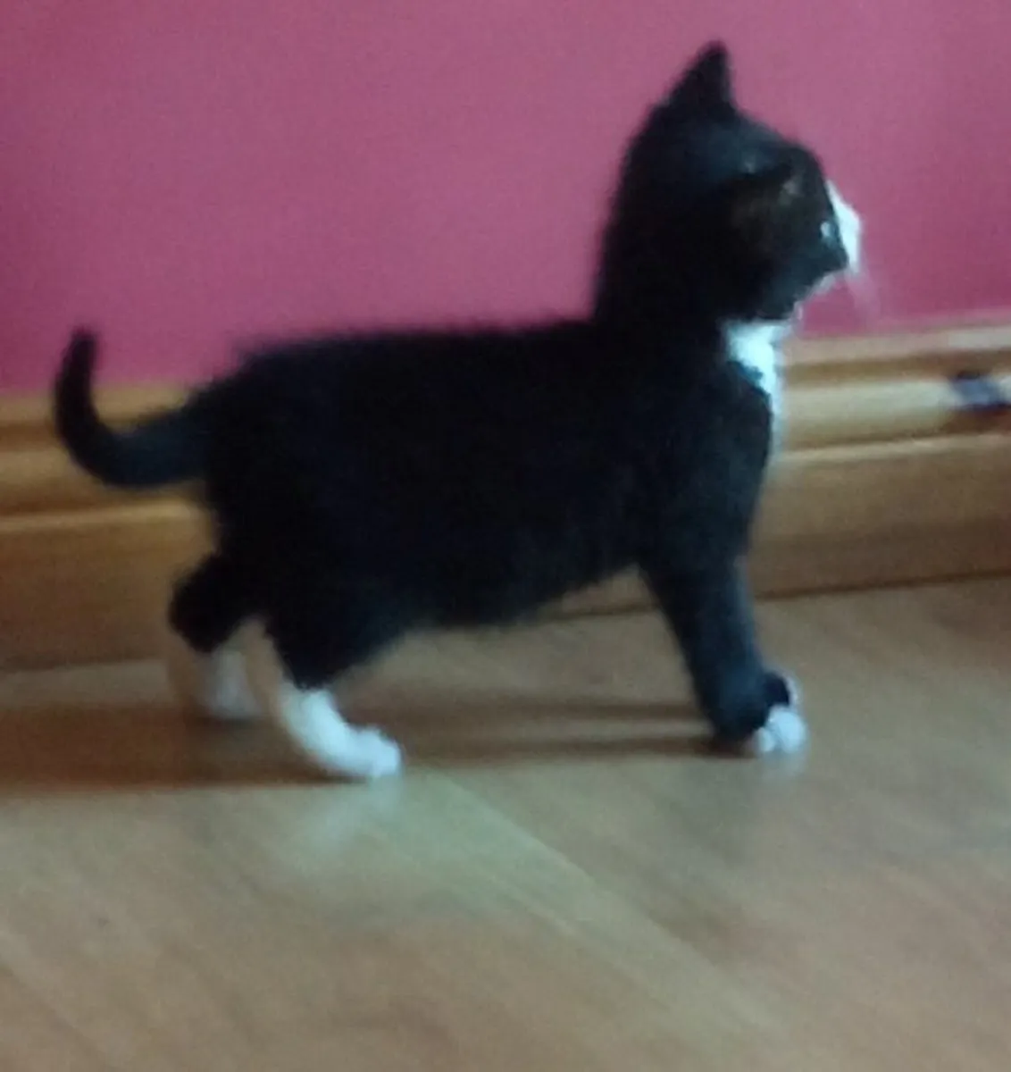 Kitten - Image 2