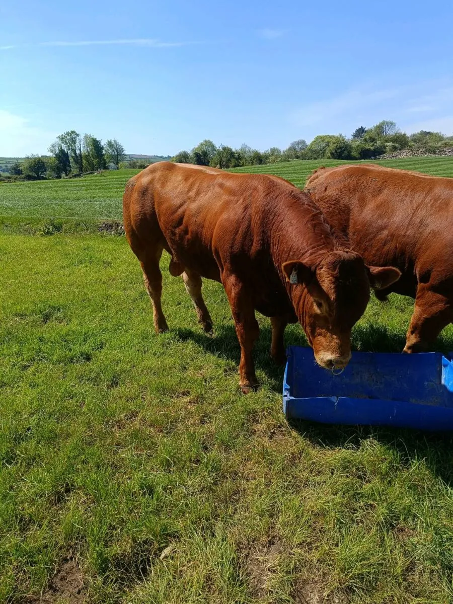 LIMOUSINE PBR BULL - Image 2