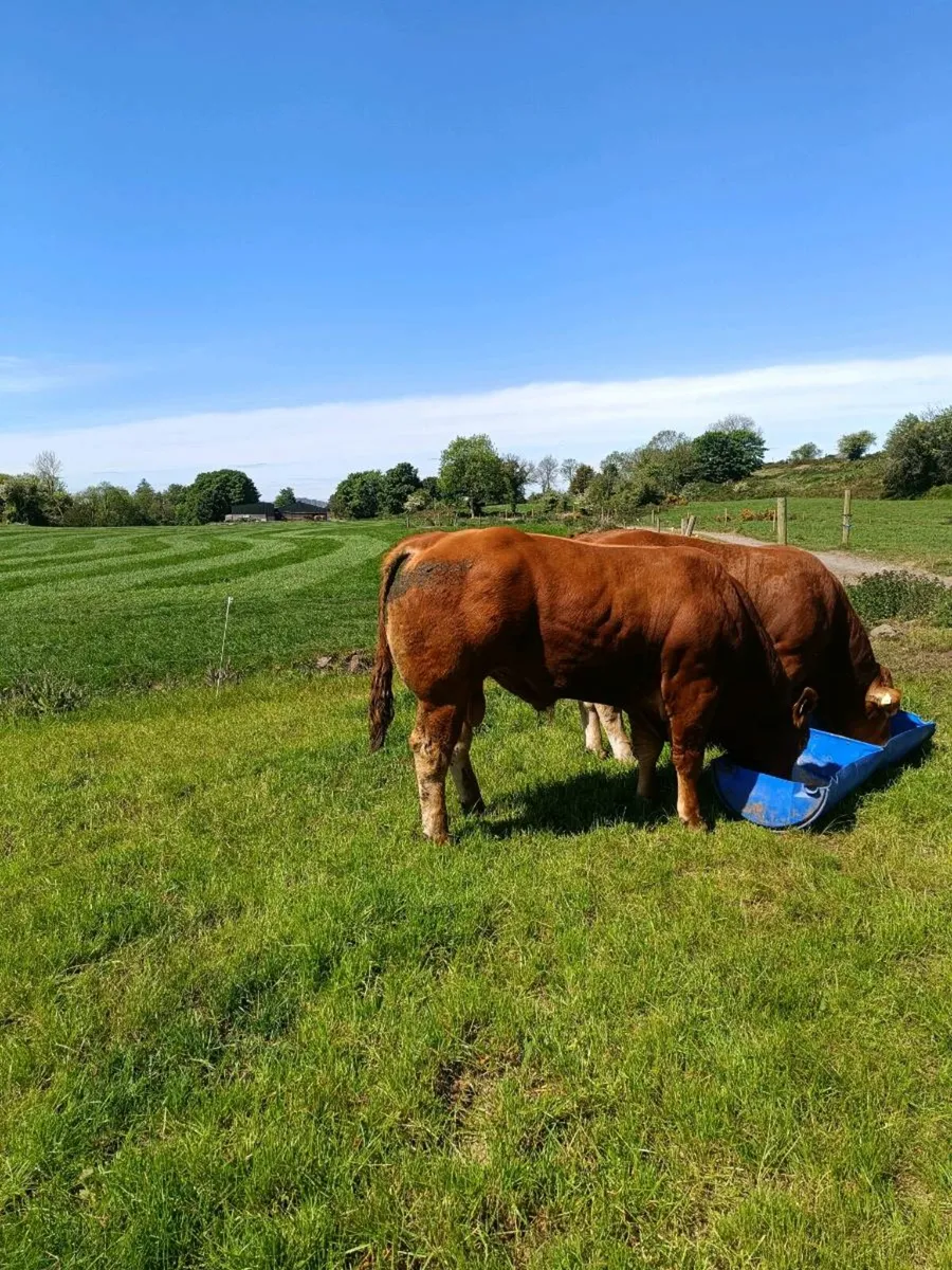 LIMOUSINE PBR BULL - Image 3