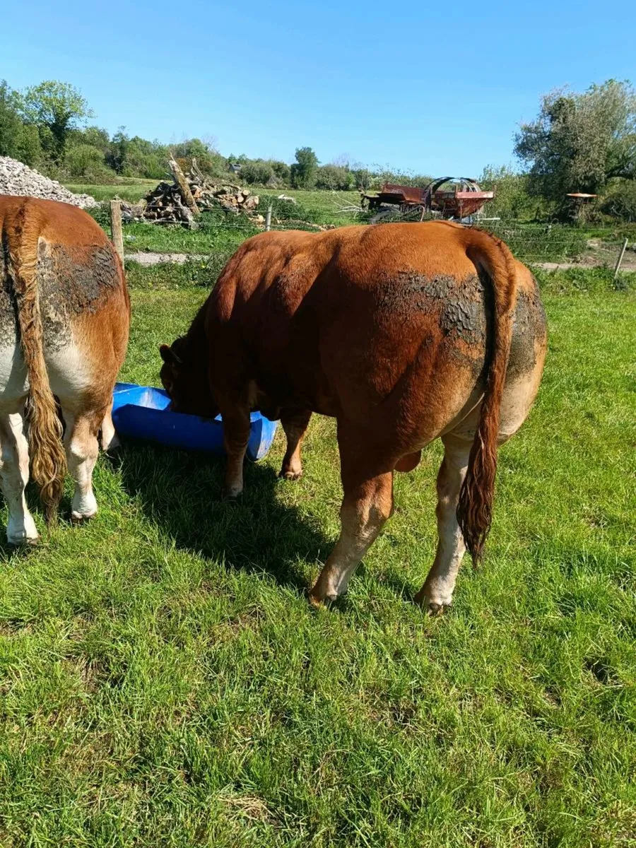 LIMOUSINE PBR BULL - Image 4
