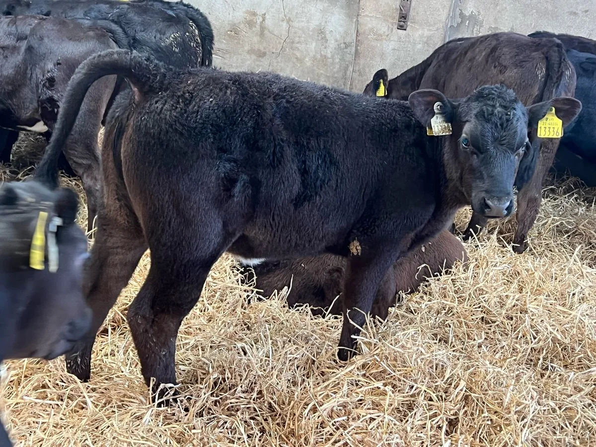 35 Aberdeen Angus Heifers - Top Quality - Image 1