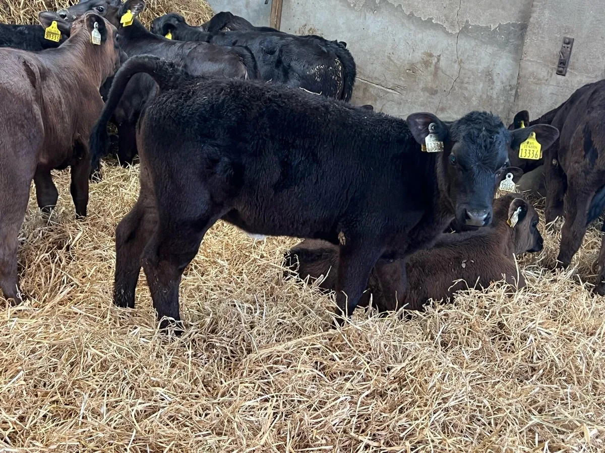 35 Aberdeen Angus Heifers - Top Quality - Image 2