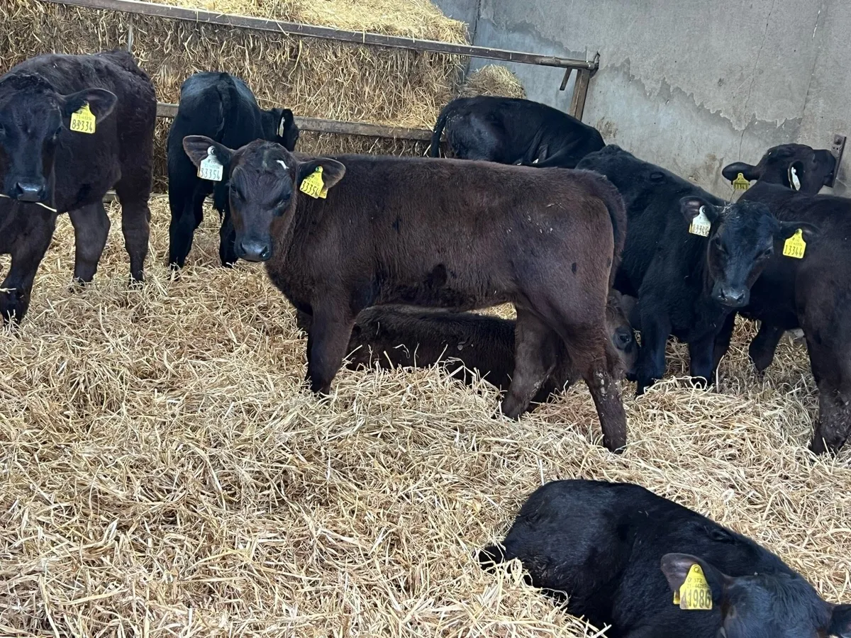 35 Aberdeen Angus Heifers - Top Quality - Image 3