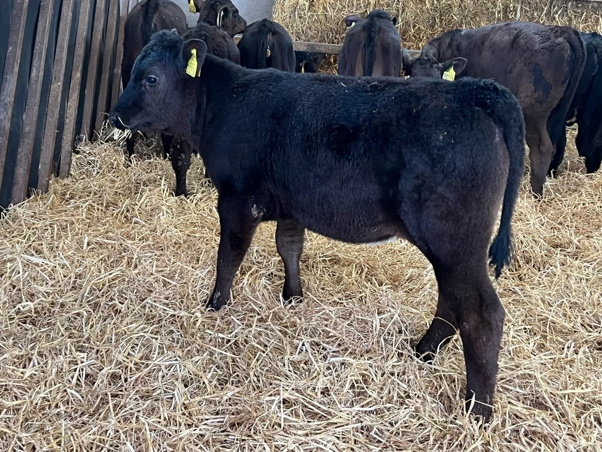 35 Aberdeen Angus Heifers - Top Quality - Image 4