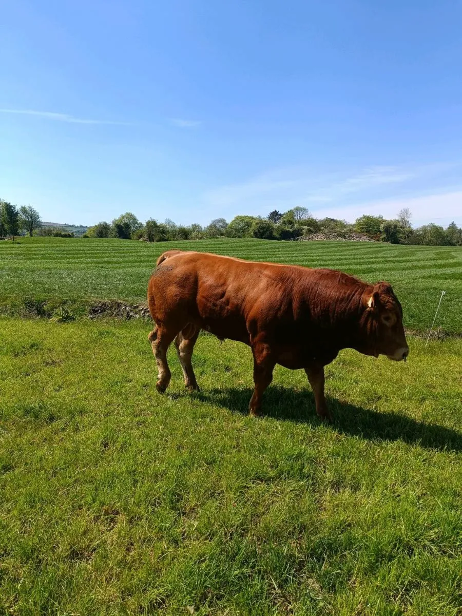 LIMOUSINE PBR BULL - Image 1