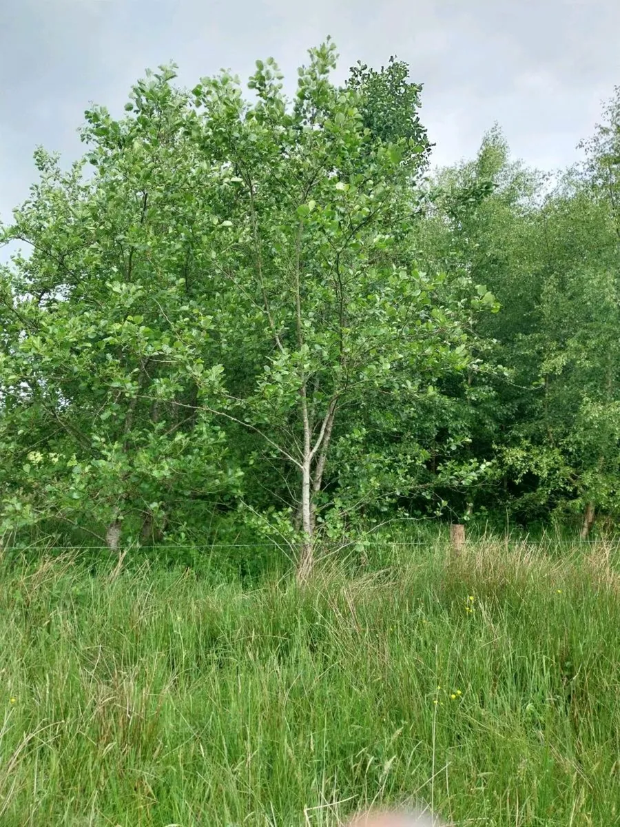 Trees - Image 1