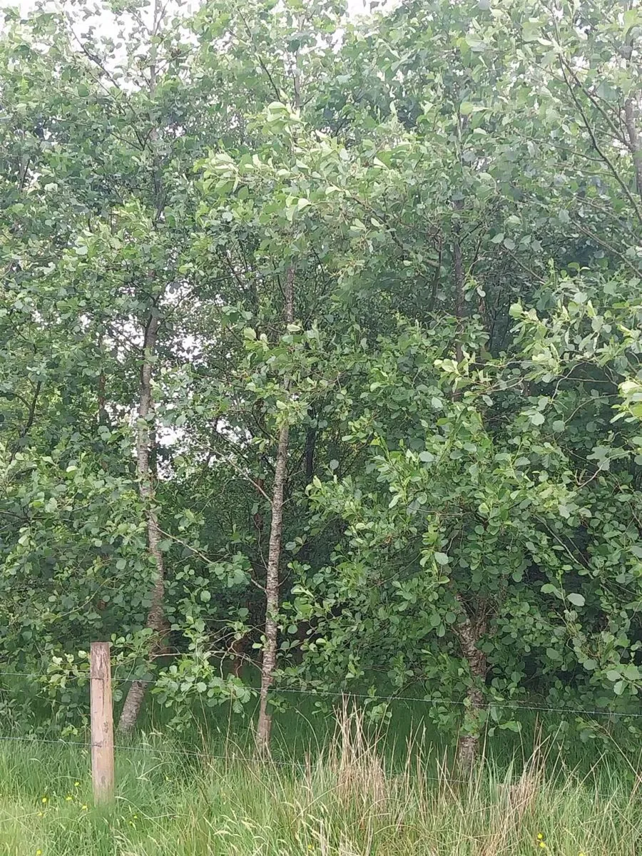 Trees - Image 2
