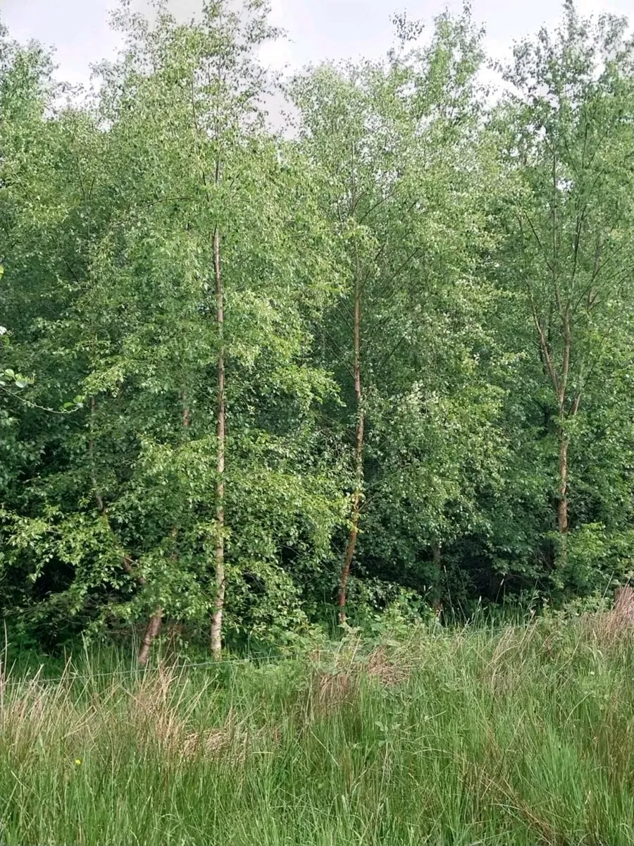 Trees - Image 3