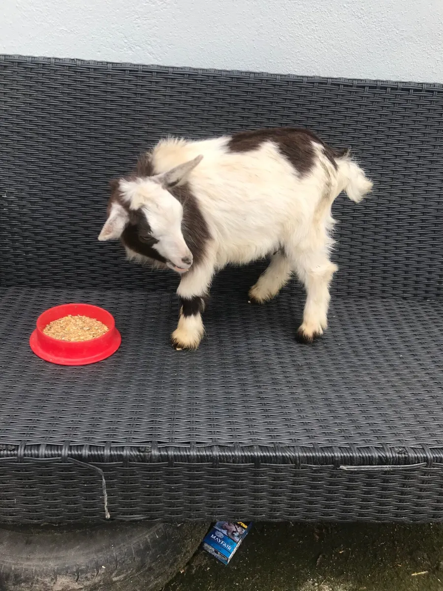 Pygmy goats - Image 1