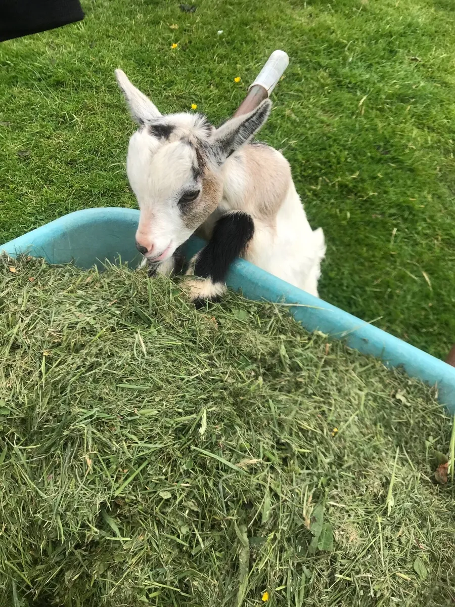 Pygmy goats - Image 2