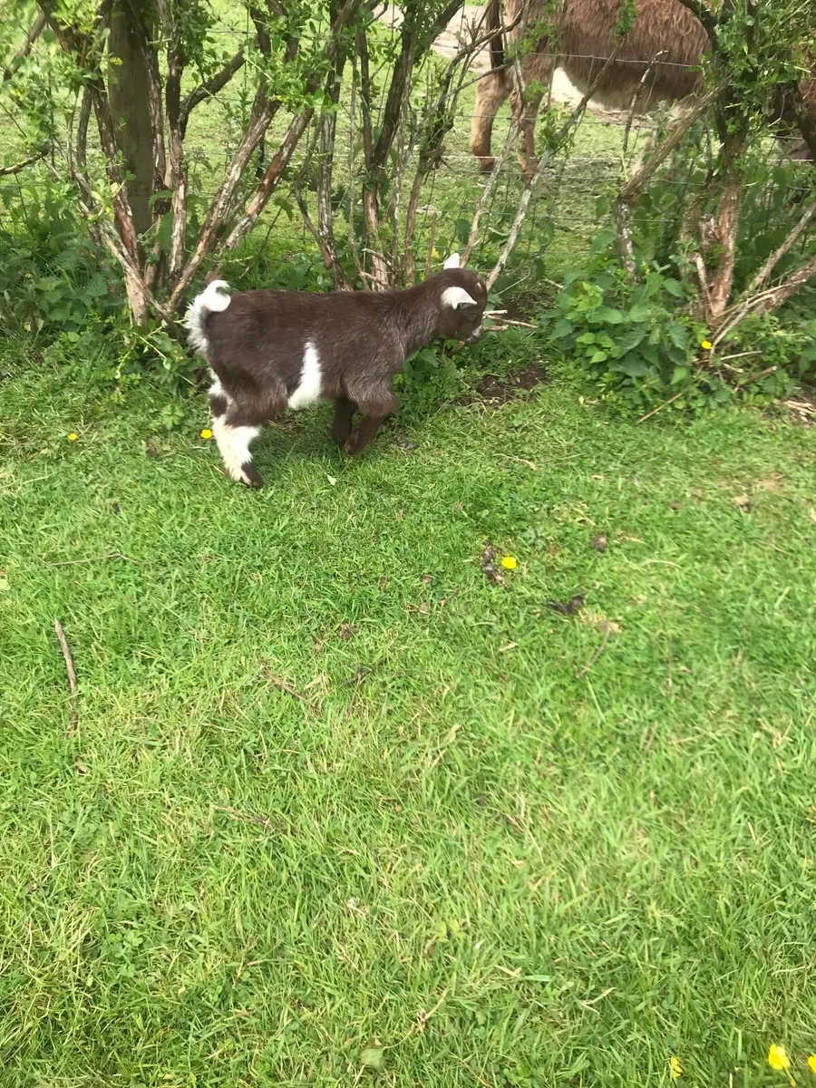 Pygmy goats - Image 3