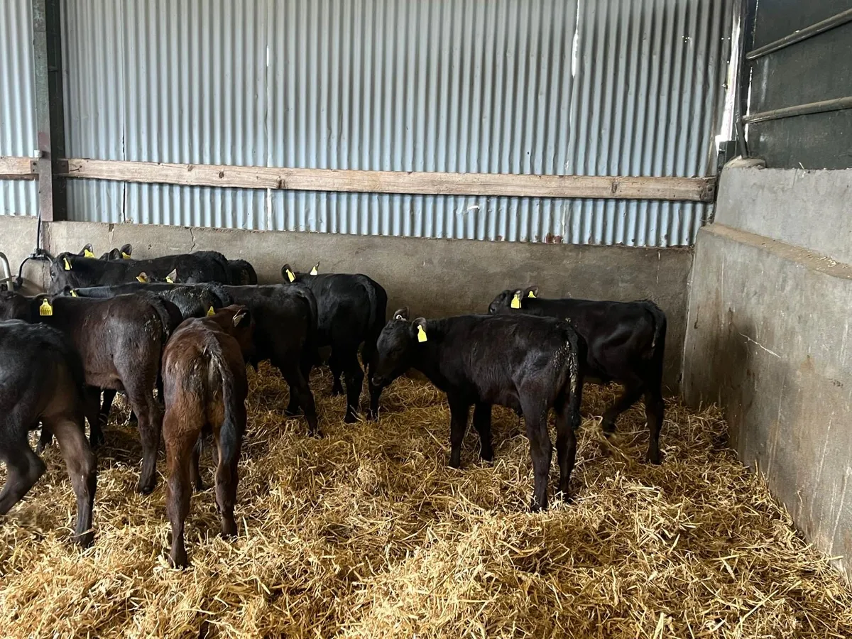 10 super weaned Angus bulls - Image 1
