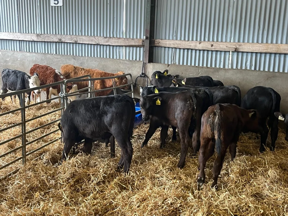 10 super weaned Angus bulls - Image 2