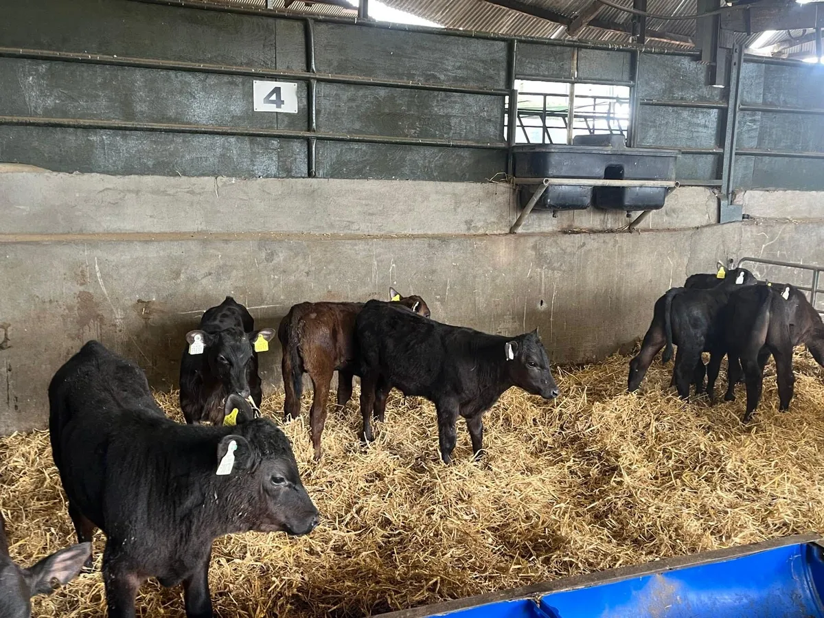 10 super weaned Angus bulls - Image 3