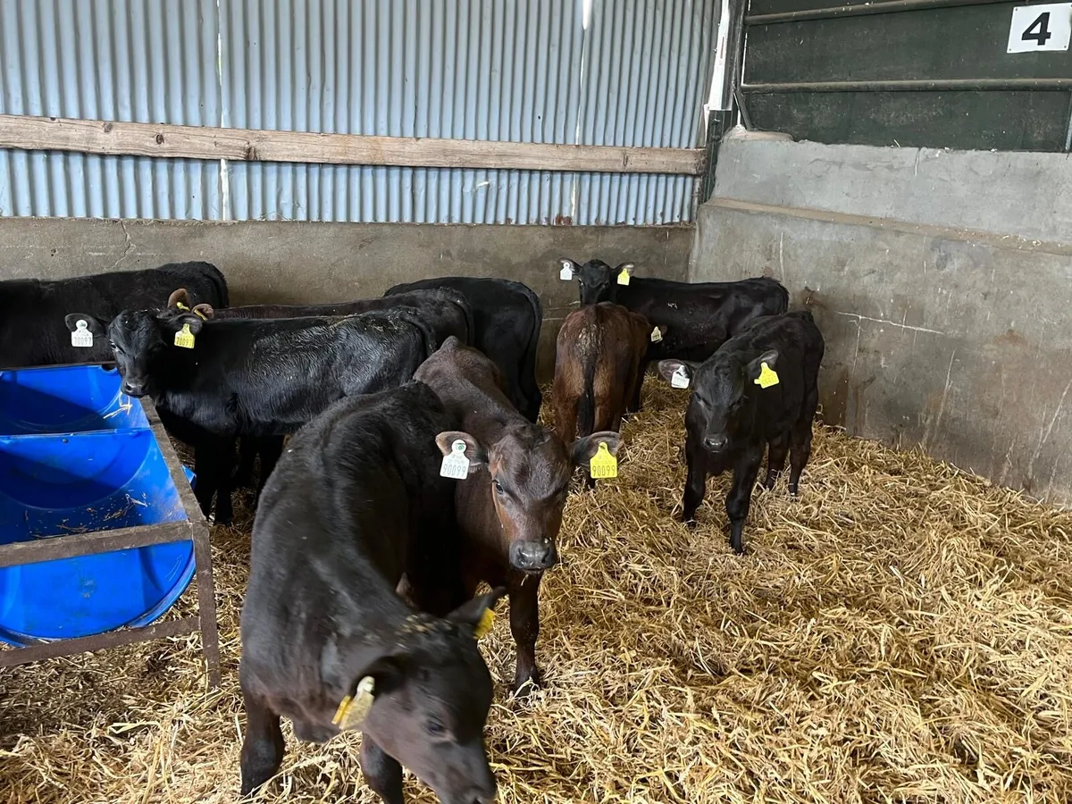 10 super weaned Angus bulls - Image 4