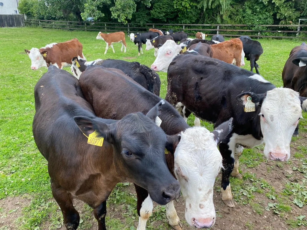 30 Autumn Born Heifers 200kg (No Moves) - Image 2