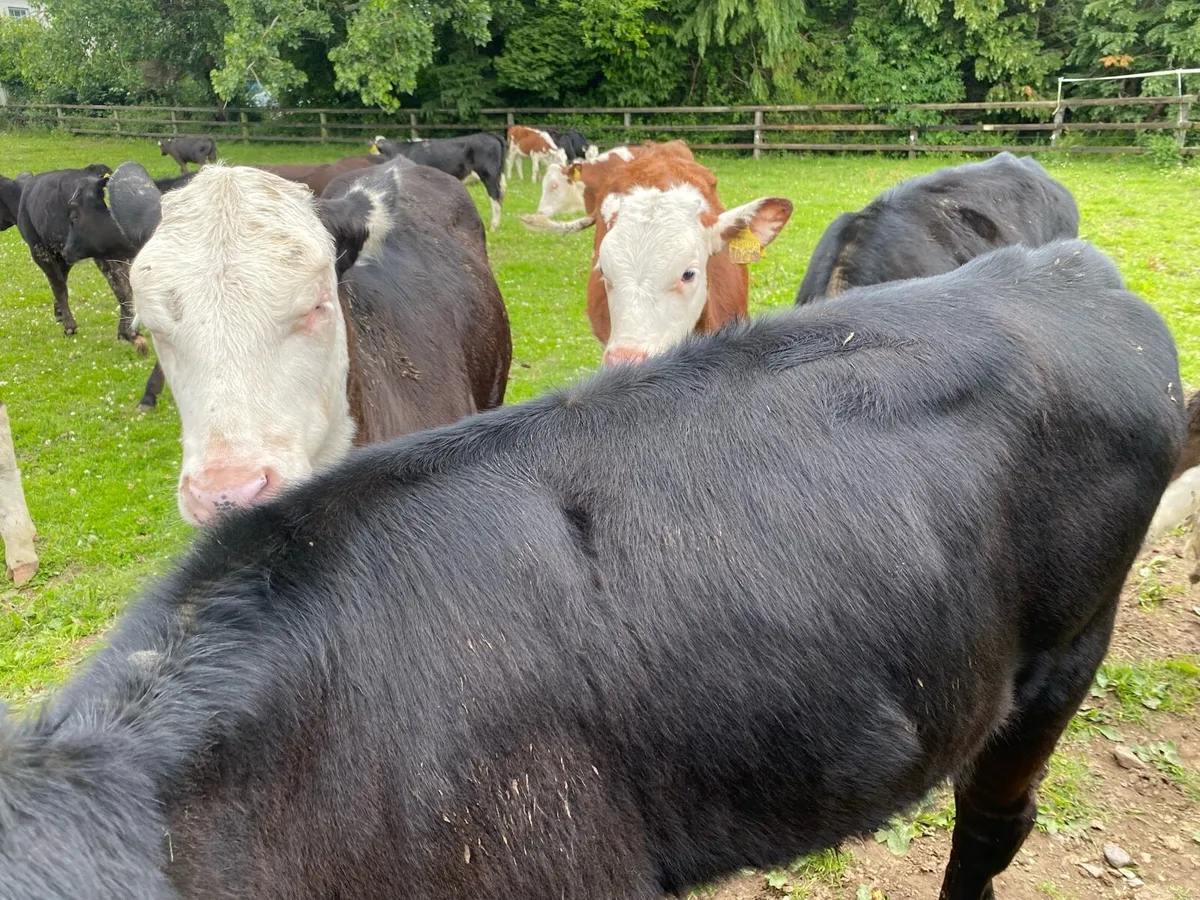 30 Autumn Born Heifers 200kg (No Moves) - Image 3