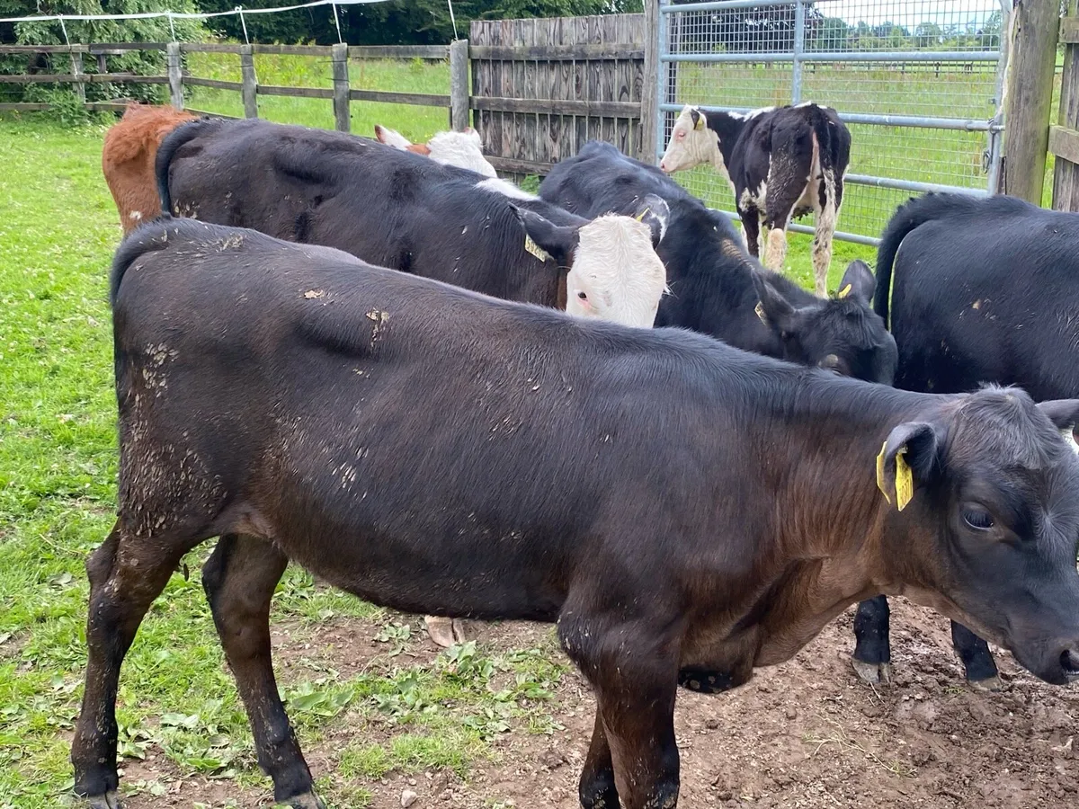 30 Autumn Born Heifers 200kg (No Moves) - Image 4