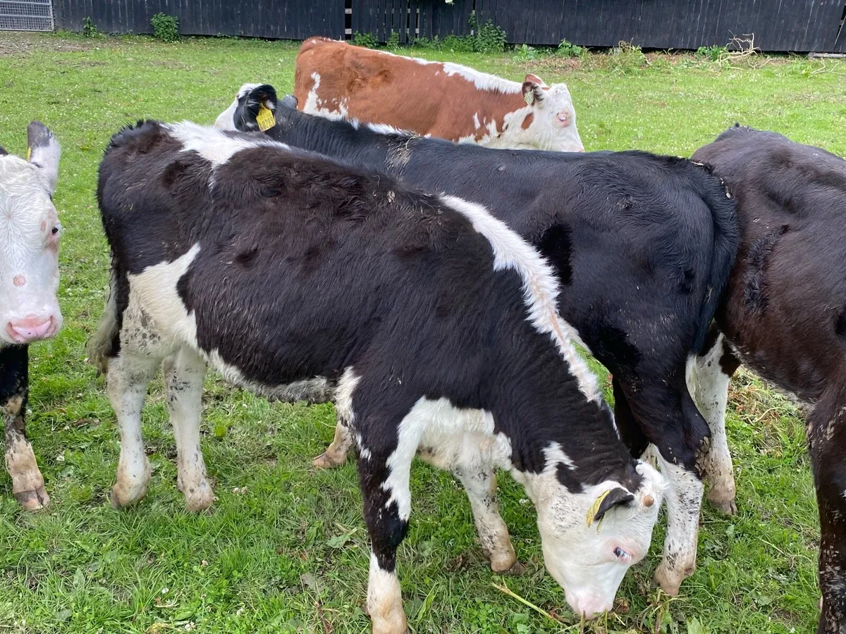 30 Autumn Born Heifers 200kg (No Moves) - Image 1