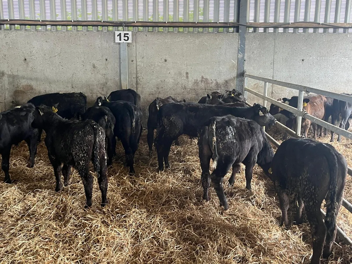 14 super Angus bull weanlings - Image 1