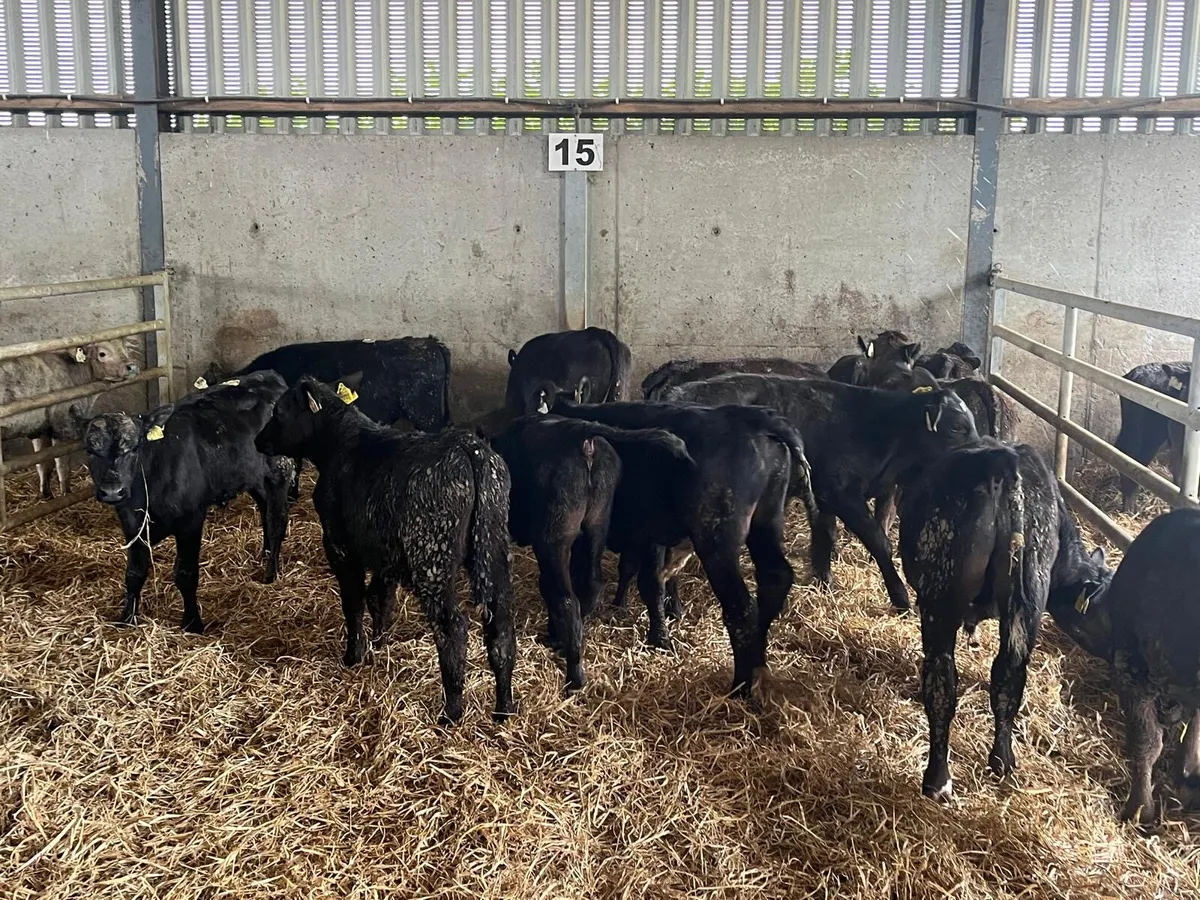 14 super Angus bull weanlings - Image 2