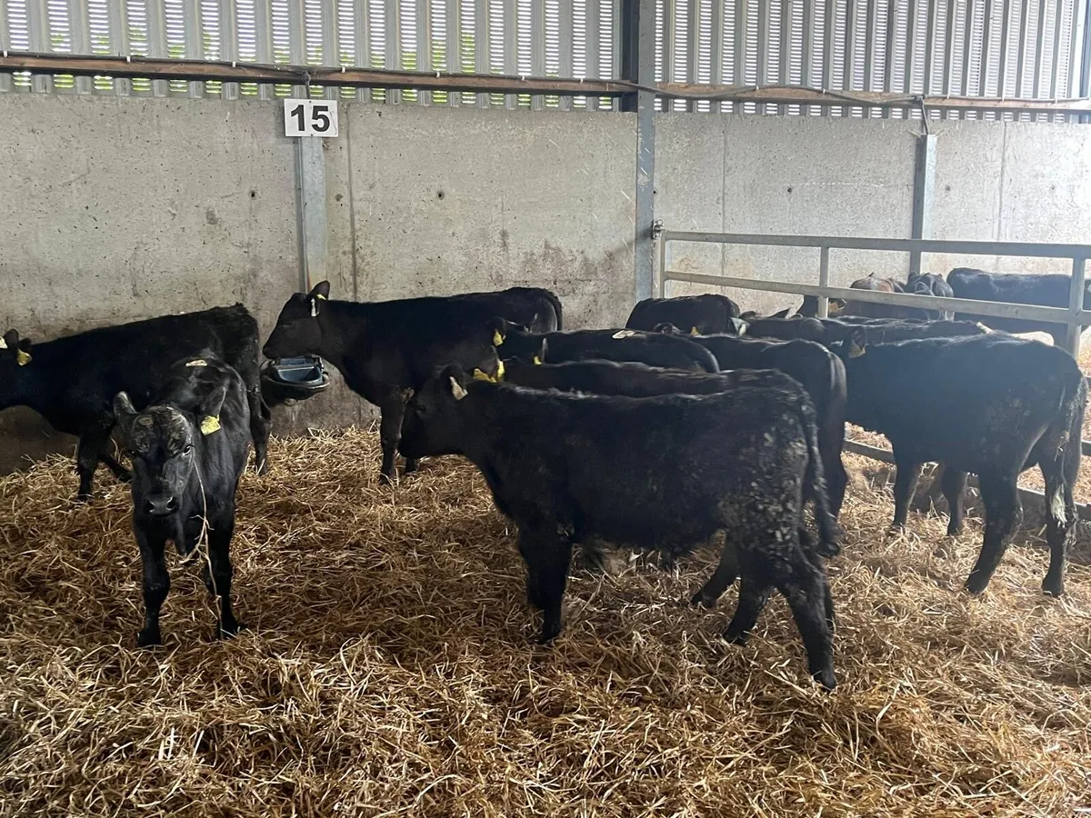14 super Angus bull weanlings - Image 3