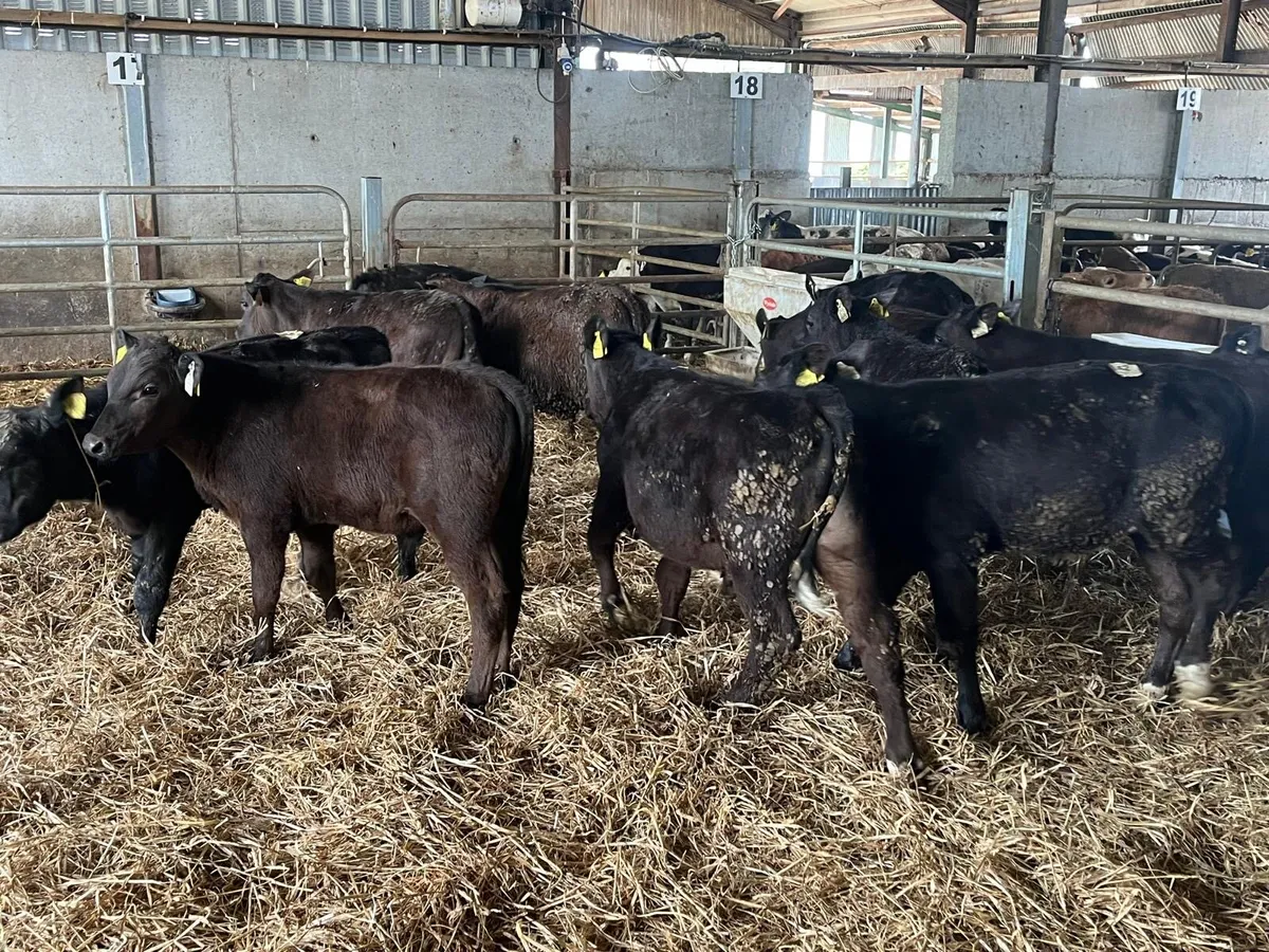 14 super Angus bull weanlings - Image 4