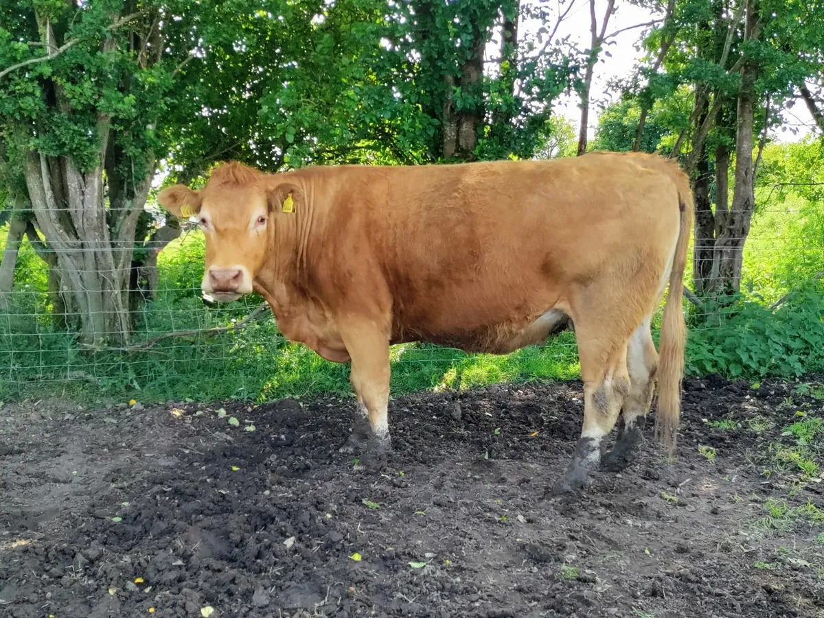 Purebred Limousin Cow in calf - Image 1