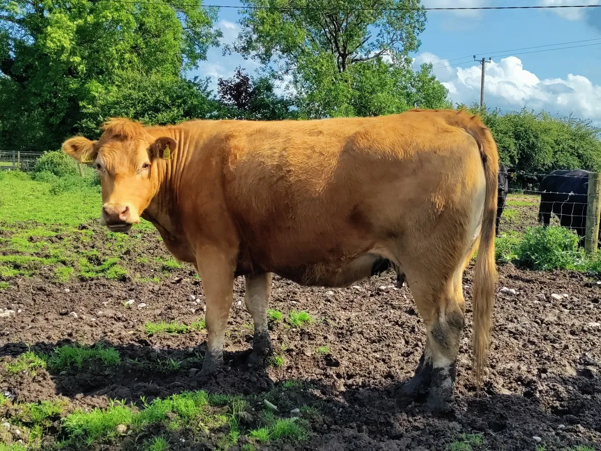 Purebred Limousin Cow in calf - Image 2