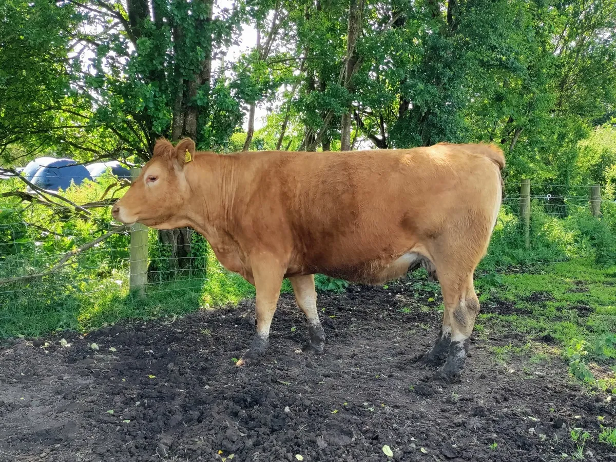 Purebred Limousin Cow in calf - Image 3