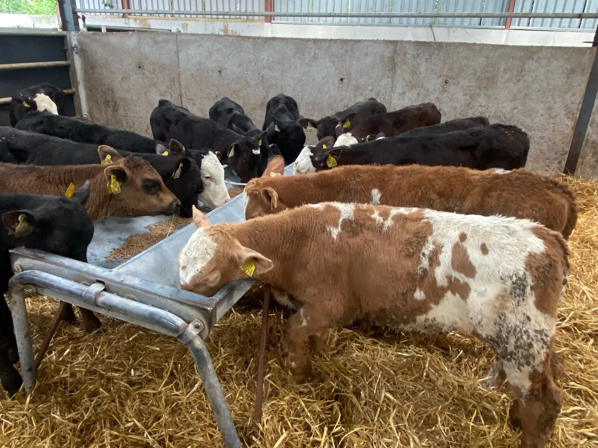 17 Feb Born Reared Bull Runners - Image 1