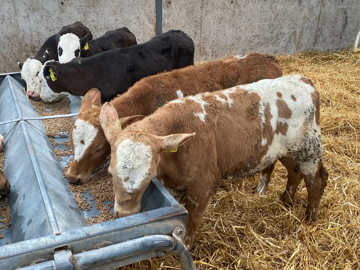 17 Feb Born Reared Bull Runners - Image 2
