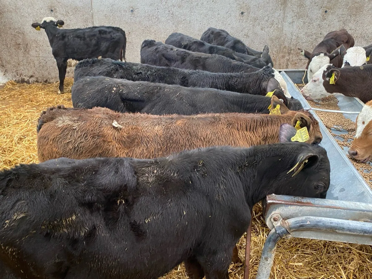 17 Feb Born Reared Bull Runners - Image 3