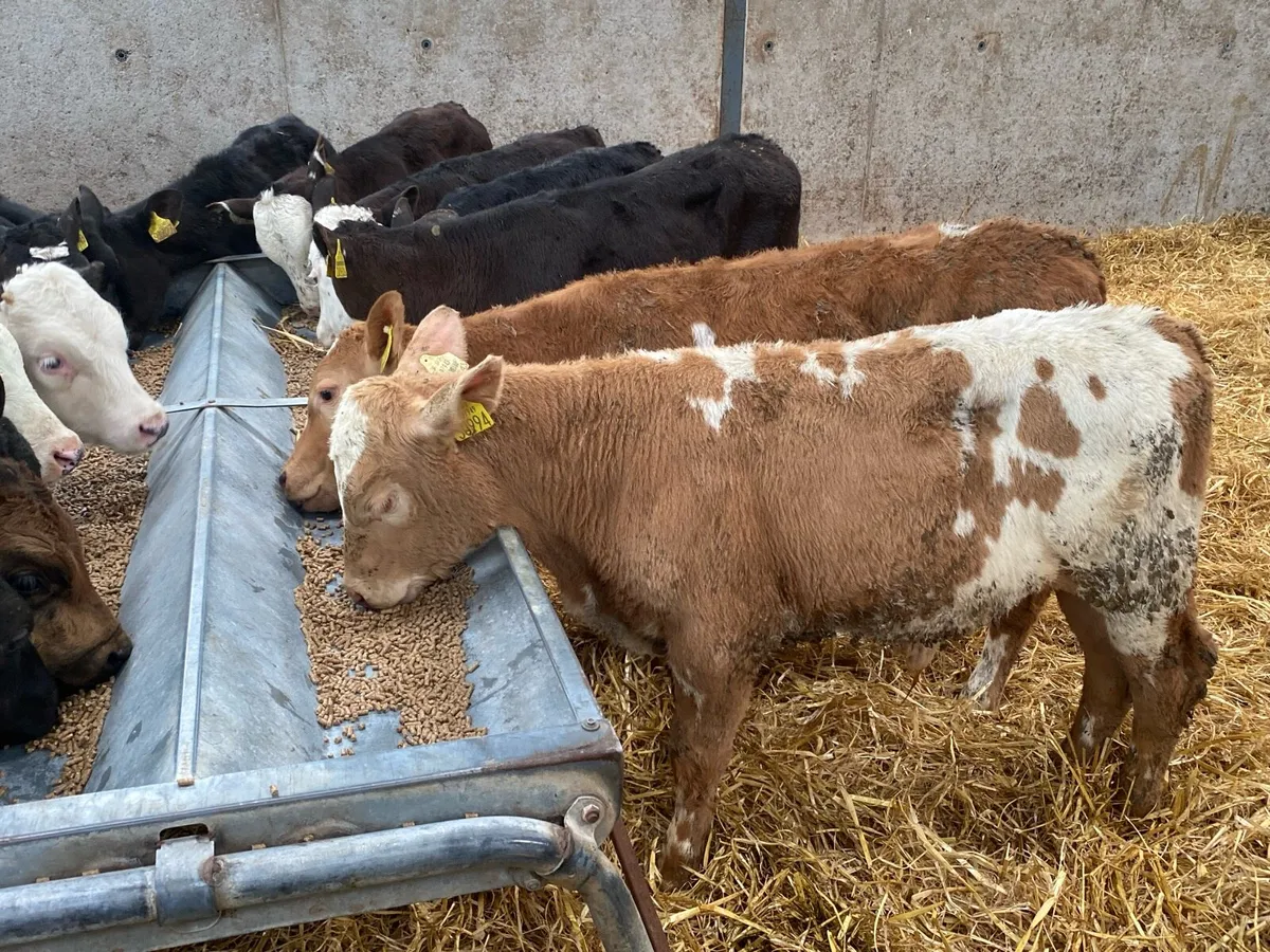 17 Feb Born Reared Bull Runners - Image 4