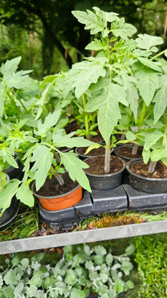 Tomato Plants 2euros