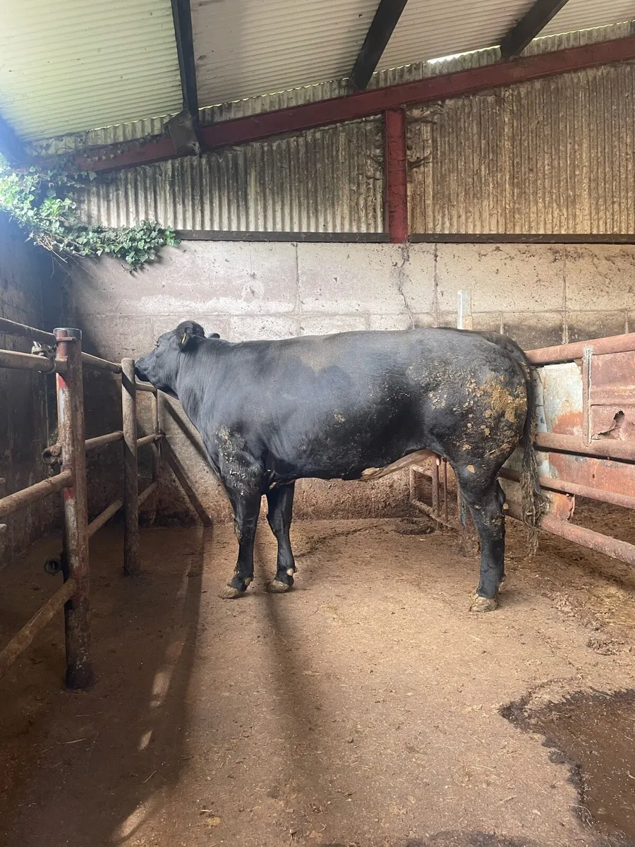 Quality Cow - Image 1