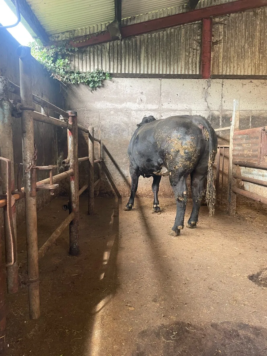 Quality Cow - Image 2