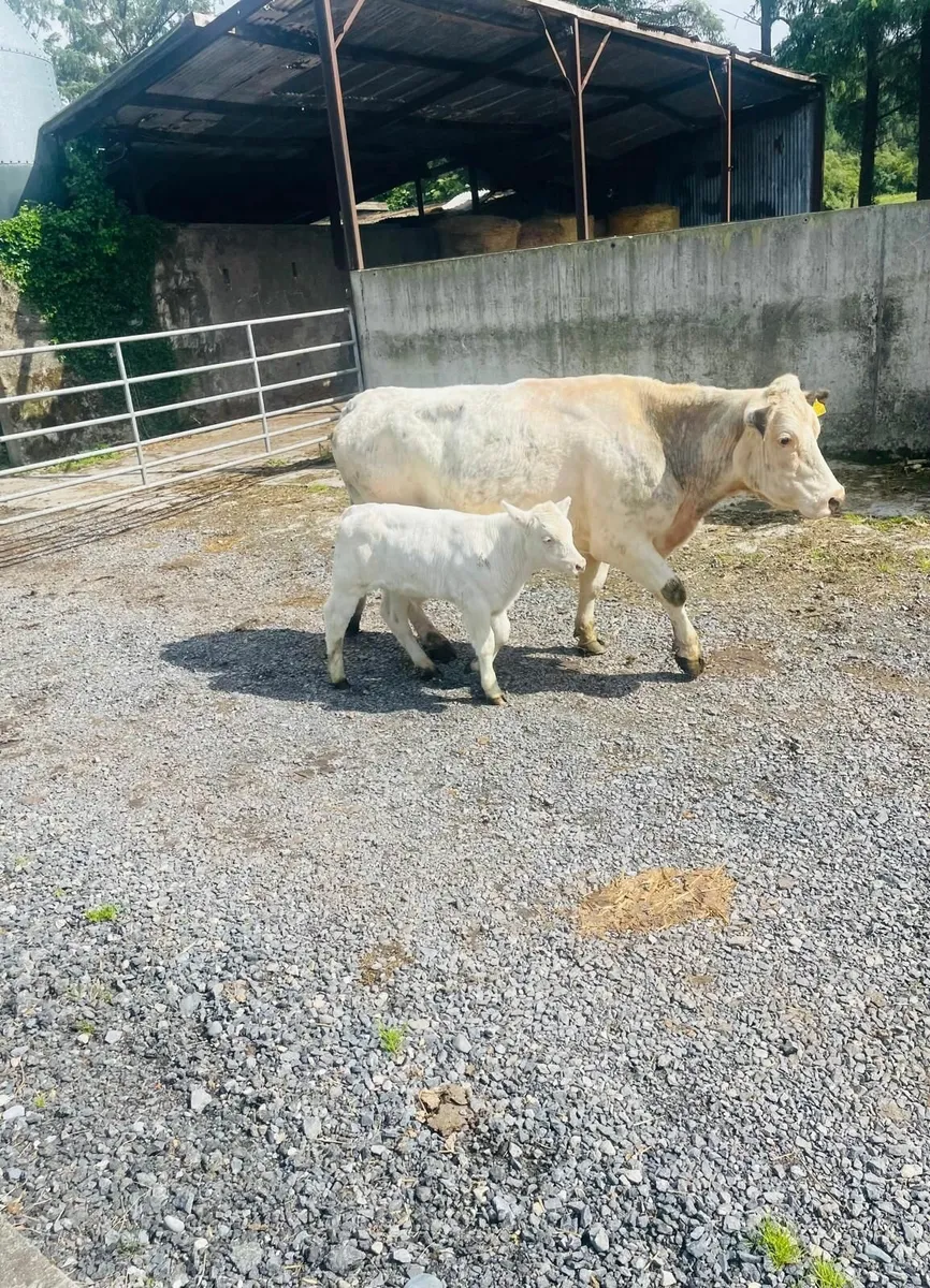 2 Pairs of Cow/Calf - Image 1