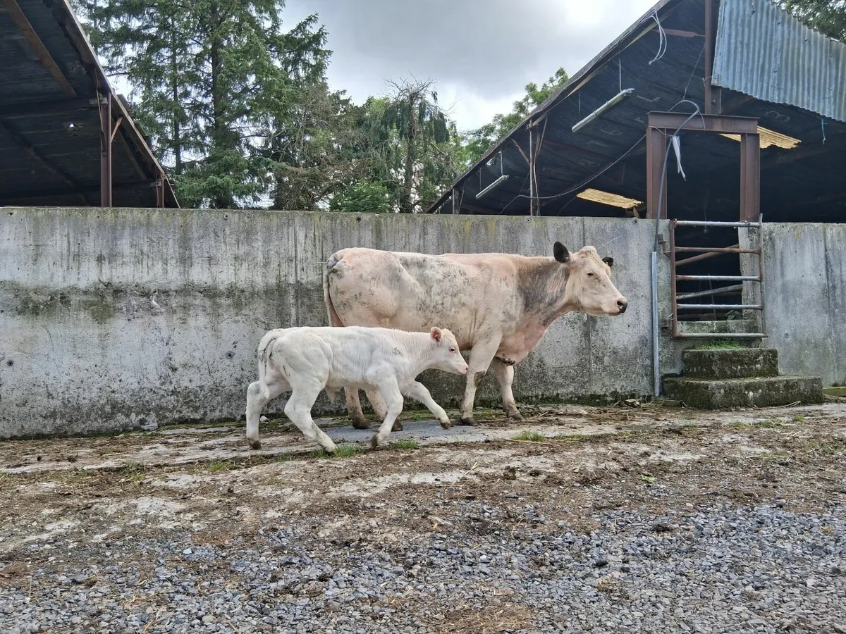 2 Pairs of Cow/Calf - Image 2