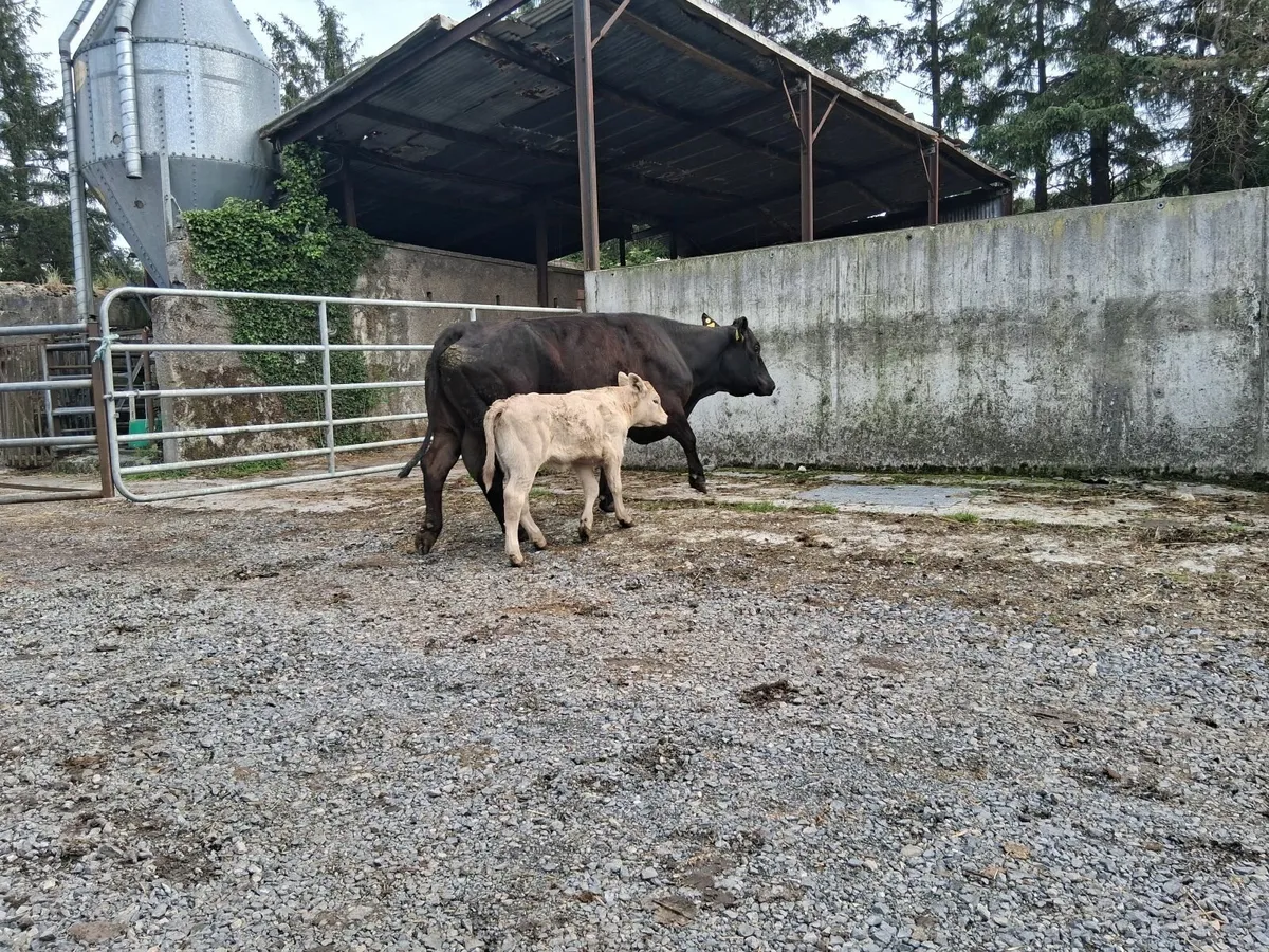 2 Pairs of Cow/Calf - Image 3