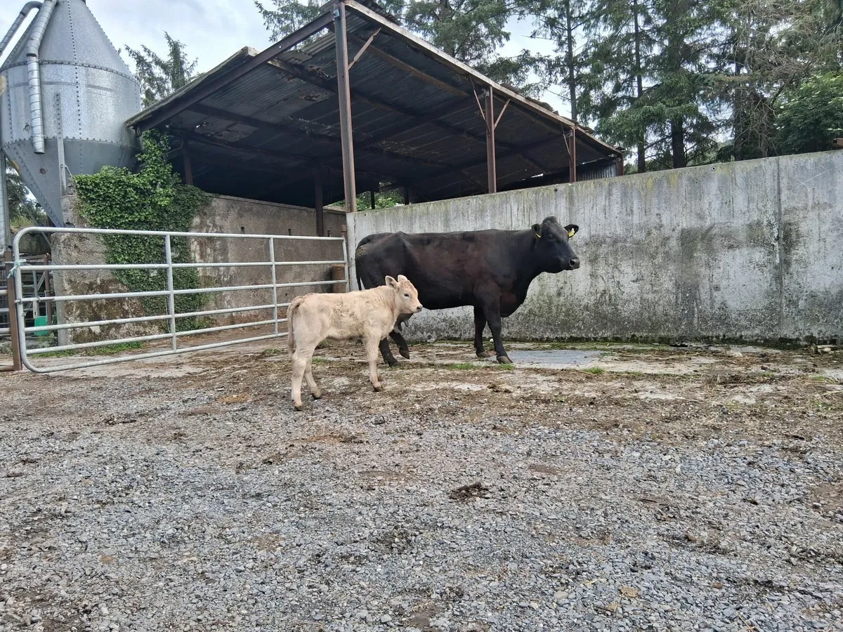 2 Pairs of Cow/Calf - Image 4