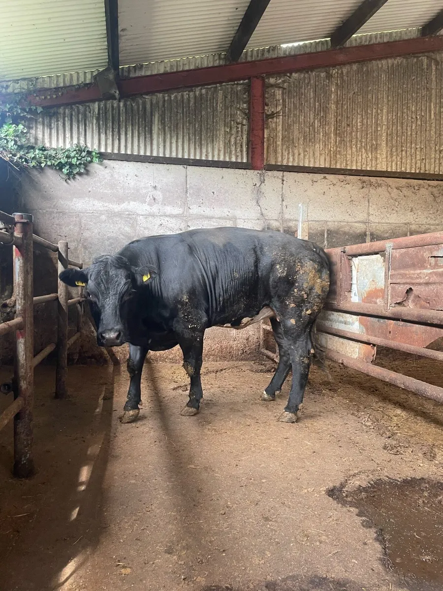 Quality Cow - Image 3