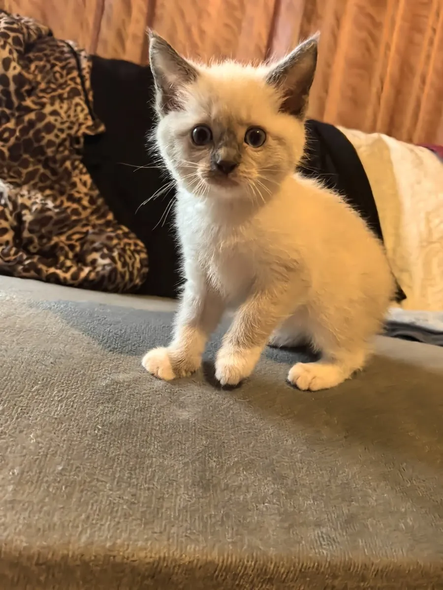 Kittens - Image 1