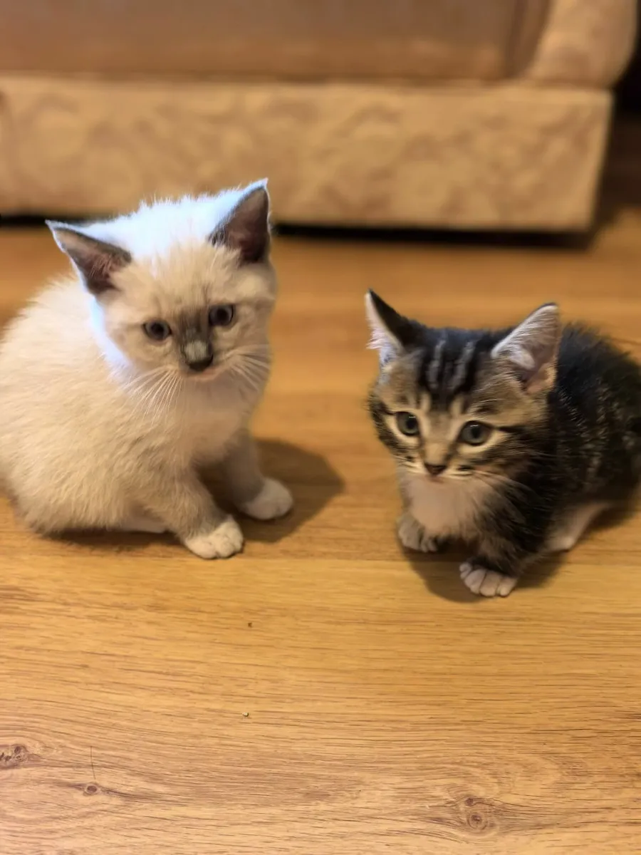 Kittens - Image 2