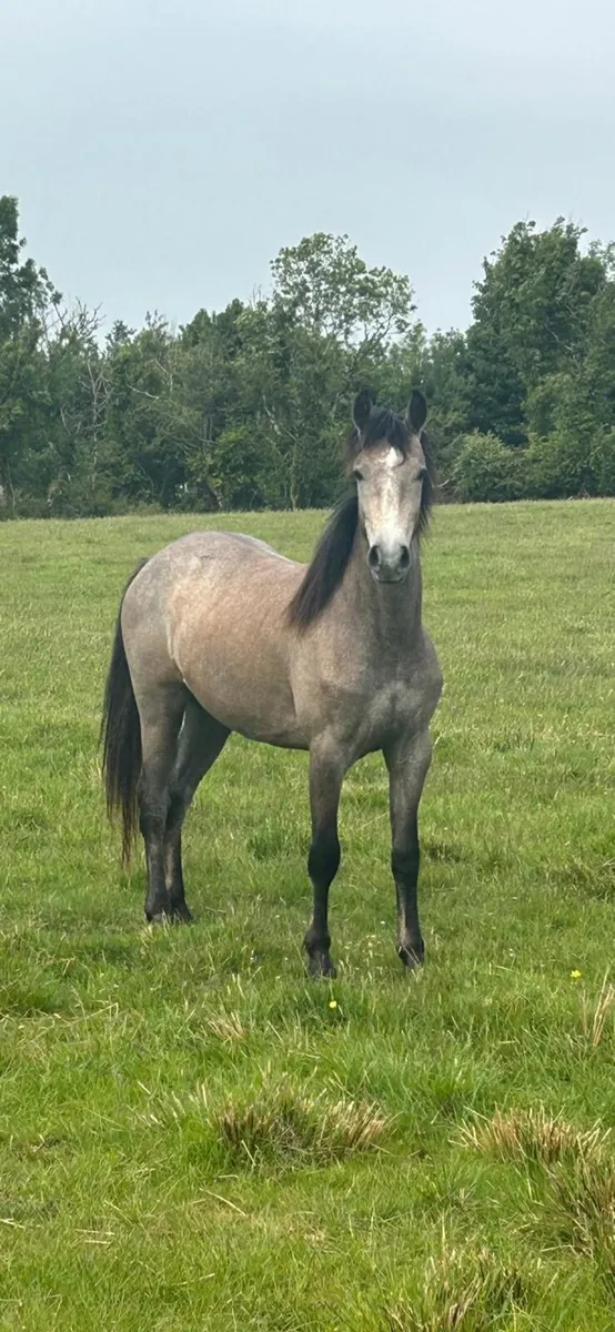 Connemara pony  2 year old filly - Image 1
