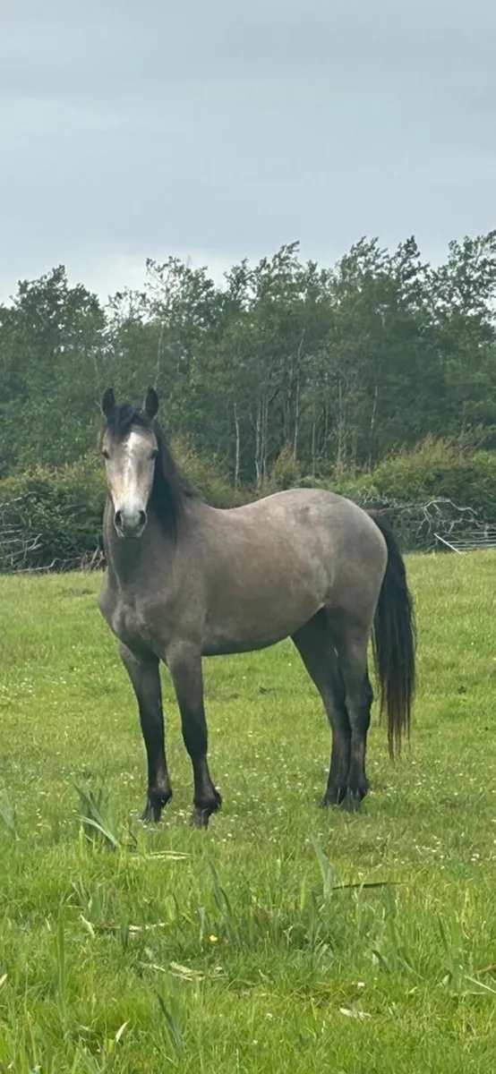 Connemara pony  2 year old filly - Image 2