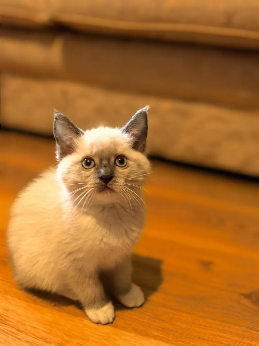 Kittens - Image 3